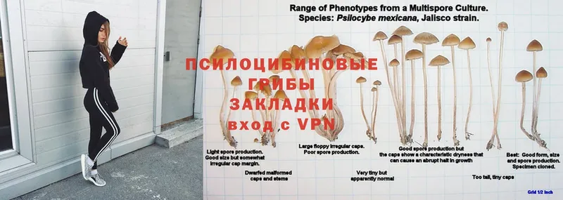 Галлюциногенные грибы Psilocybine cubensis  Донецк 